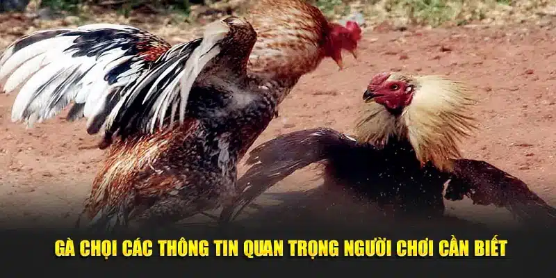 thông tin quan trọng về gà chọi