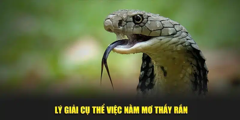 Lý giải cụ thể việc nằm mơ thấy rắn