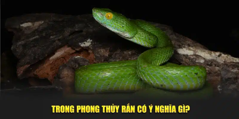 Trong phong thủy rắn mang ý nghĩa như thế nào?