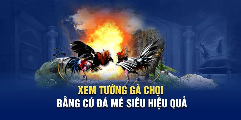 Xem tướng gà chọi bằng cú đá mé siêu hiệu quả